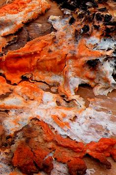 Su ceppo do Frassino da det.